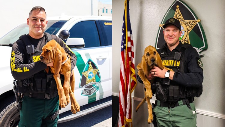 3 New K 9S Join Pasco County Sheriff S Office Wtsp Com 3 New K 9S Join Pasco County Sheriff S Office Wtsp Com