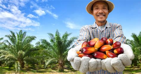 A Day In The Life Of Plantation Workers With Quarto Lintramax Quarto A Day In The Life Of Plantation Workers With Quarto Lintramax Quarto