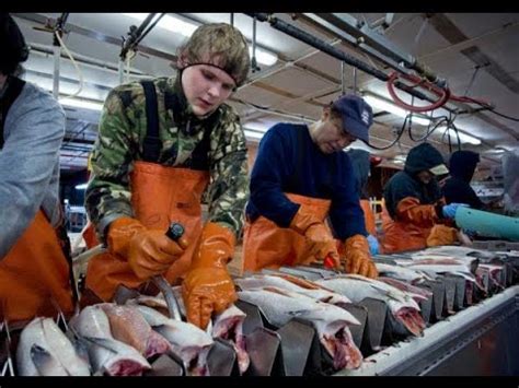 Alaska Fish Processing Jobs