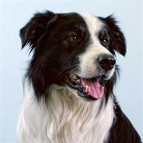 Border Collie Dog Breed Information Images Characteristics Health Border Collie Dog Breed Information Images Characteristics Health