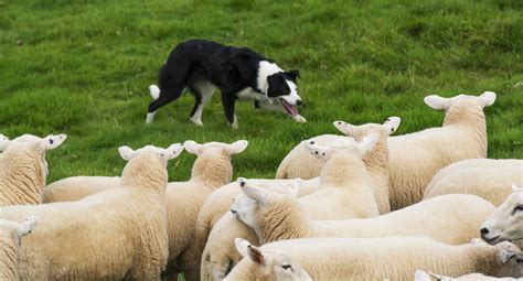 Border Collie Job