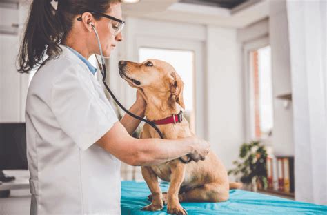 Discover Where To Find Veterinarian Job Vacancies Discover Where To Find Veterinarian Job Vacancies