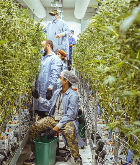 Dispensaries Jobs Near Me