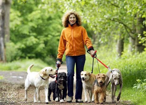 Dog Walker Job