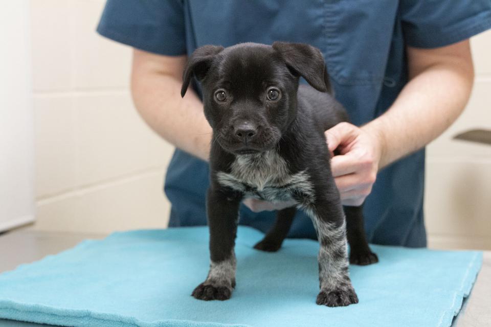 Exploring Animal Careers Animal Humane Society