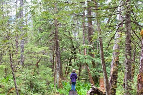 Federal Firings Hit U S Forest Service In Alaska With At Least 30 Jobs Cut On Thursday Alaska Beacon Federal Firings Hit U S Forest Service In Alaska With At Least 30 Jobs Cut On Thursday Alaska Beacon