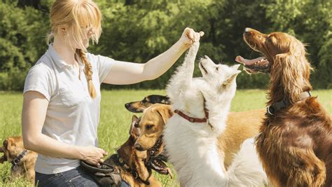 Find A Job Working With Animals