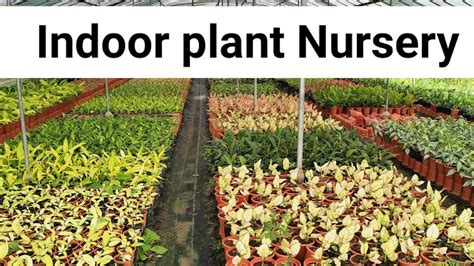 How To Build Plant Nursery At Kristen Kerri Blog How To Build Plant Nursery At Kristen Kerri Blog