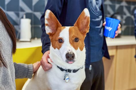 Jobs At Chewy