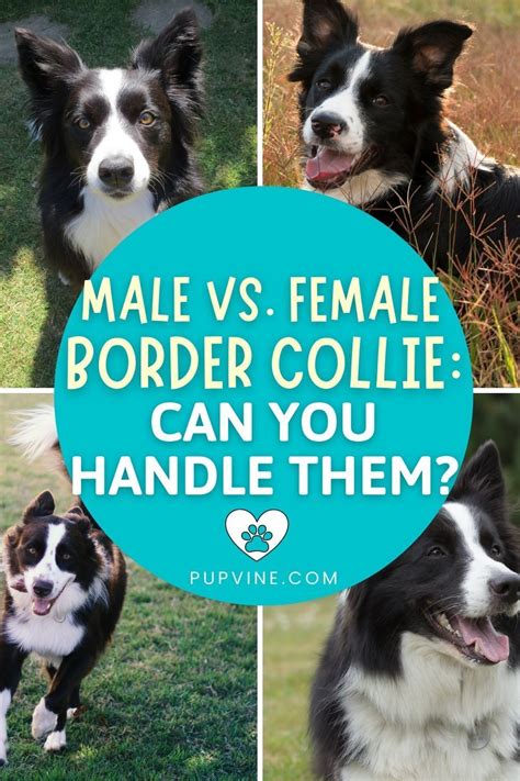 Male Vs Female Border Collie Can You Handle Them Male Vs Female Border Collie Can You Handle Them