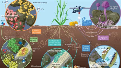 Microbes At The Root Of Resilient Energy Crops