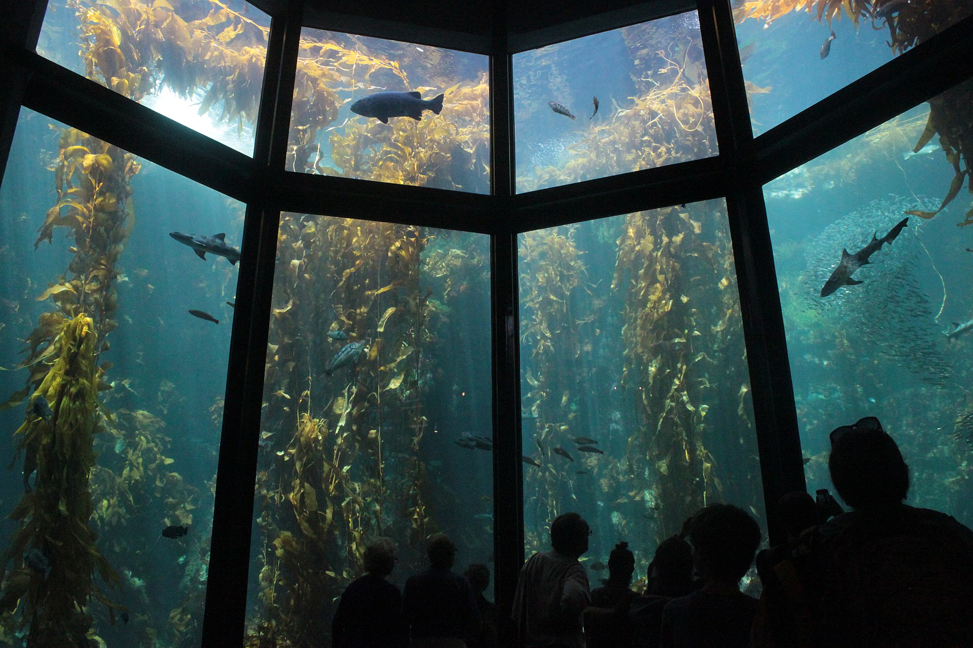 Monterey Aquarium