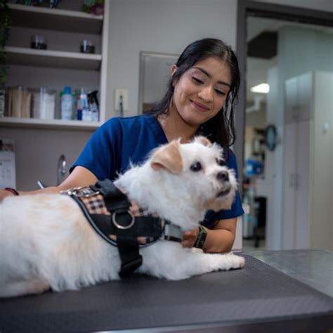 Nashville Tn Veterinarian Jobs Relief Vet Work Roo Nashville Tn Veterinarian Jobs Relief Vet Work Roo