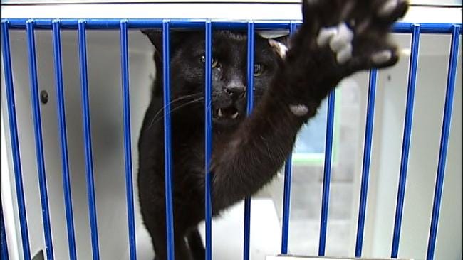 News Flash City Opens New Satellite Animal Shelter And Ado News Flash City Opens New Satellite Animal Shelter And Ado
