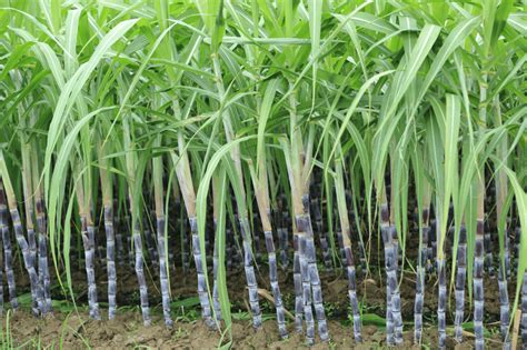 Sugarcane Crop