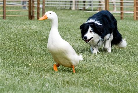 There S Always A Job For A Herding Dog Modern Farmer There S Always A Job For A Herding Dog Modern Farmer