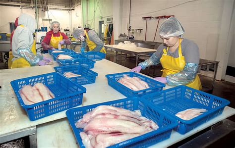 Top 7 Alaska Seafood Processing Jobs Hiring For Summer 2022 Hubpages Top 7 Alaska Seafood Processing Jobs Hiring For Summer 2022 Hubpages