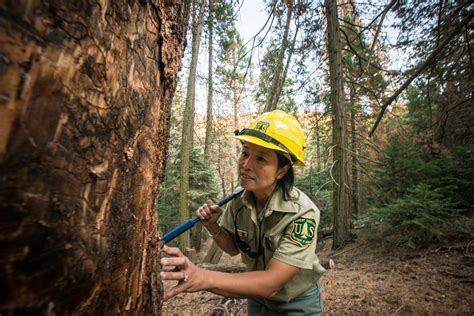 Us Forest Services Jobs
