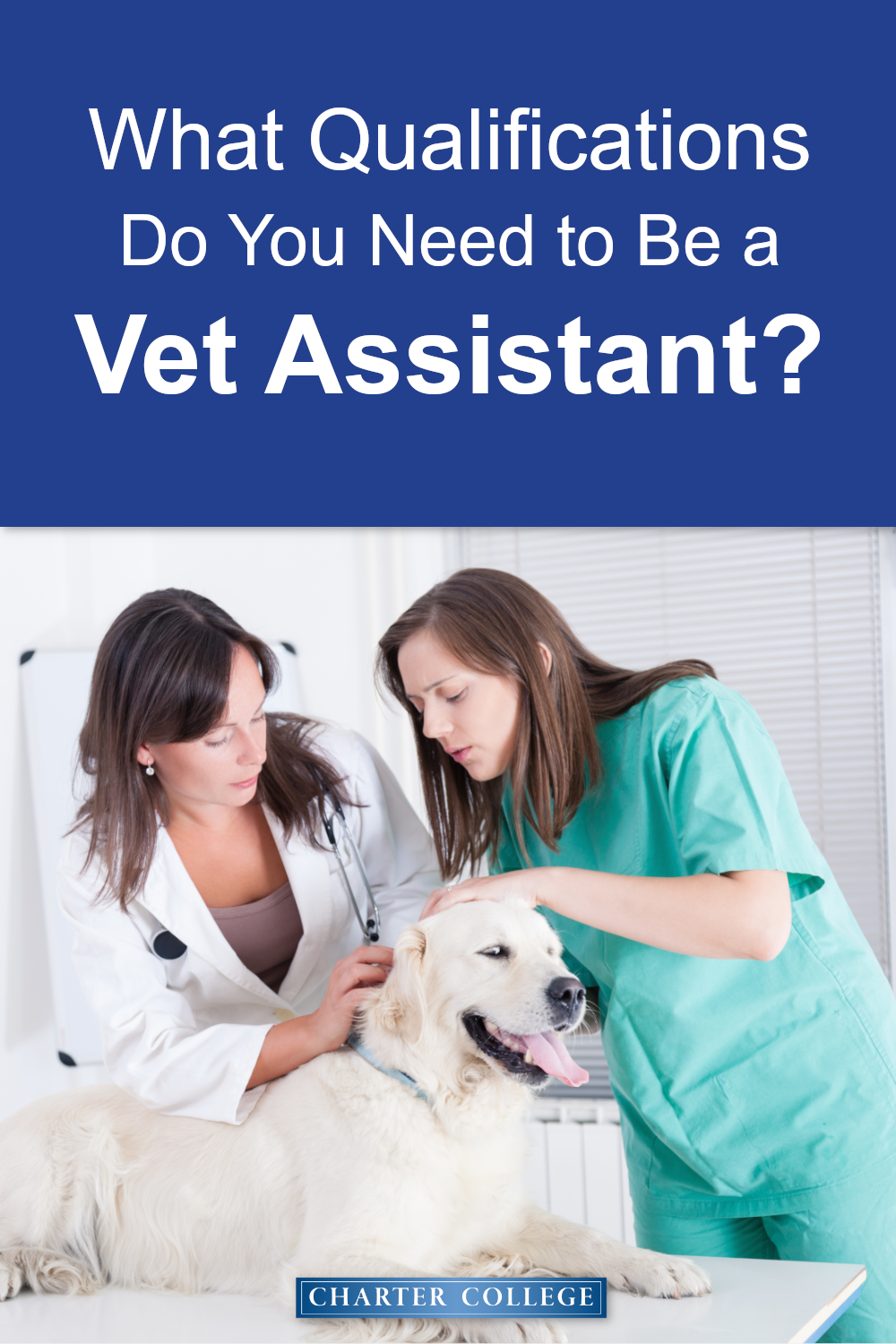 What Qualifications Do I Need To Become A Vet Assistant What Qualifications Do I Need To Become A Vet Assistant