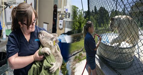 Wildlife Rescue Jobs Near Me Wildlife Rescue Jobs Near Me